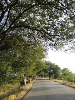 A peaceful morning scene of a small village street lined with lush green trees.