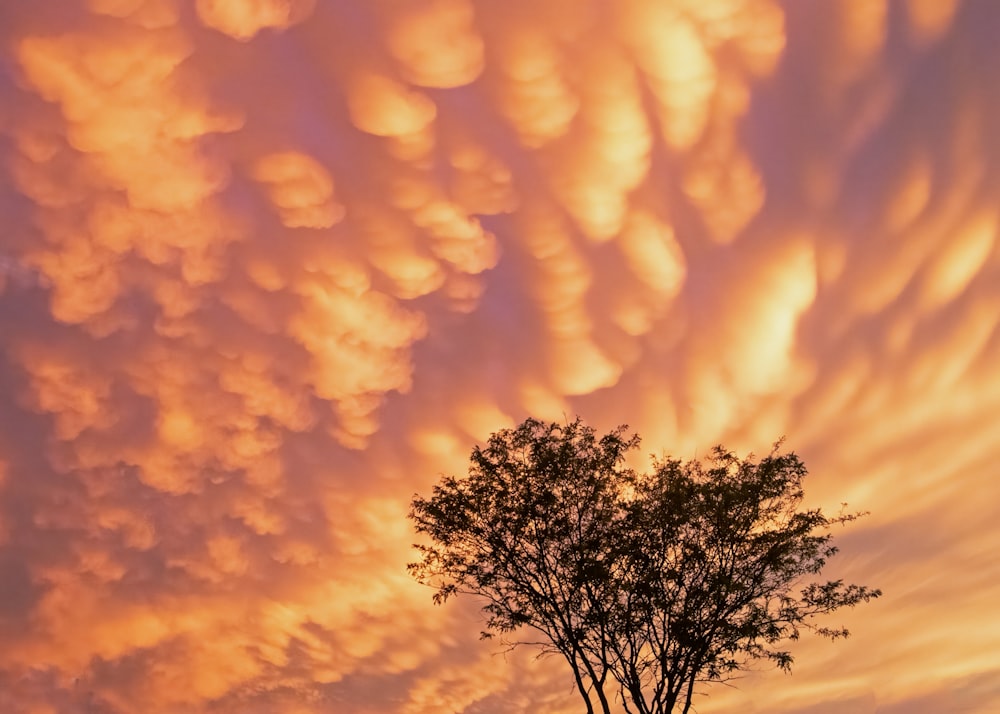 a tree with the sun behind it