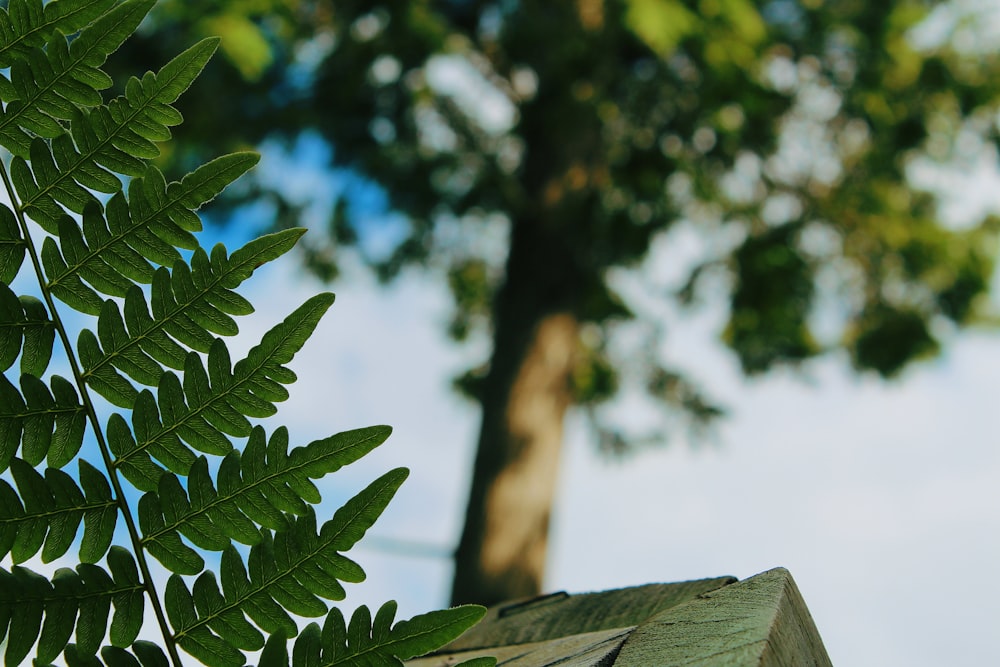 a tree with leaves