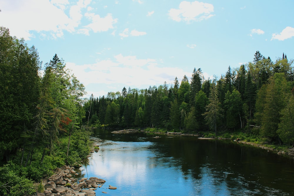 a river with trees on the side