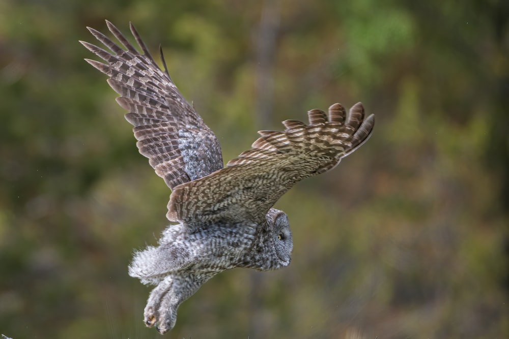 a bird flying with a mouse in its mouth