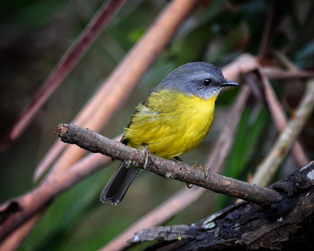 Un pájaro amarillo en una rama