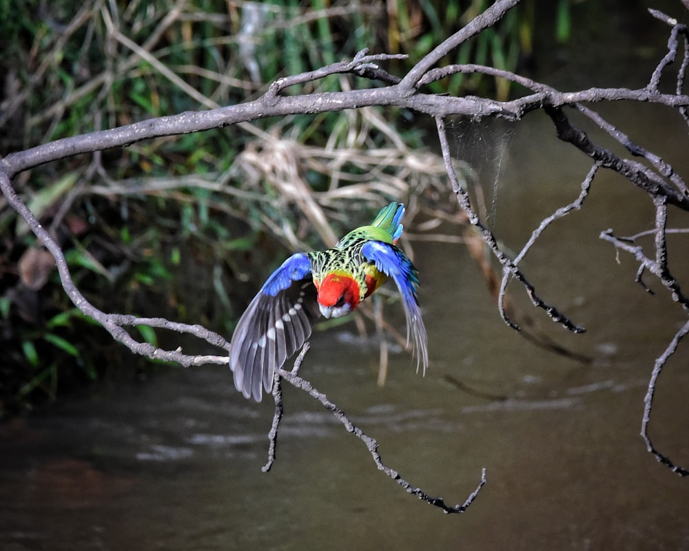 a bird flying in the air