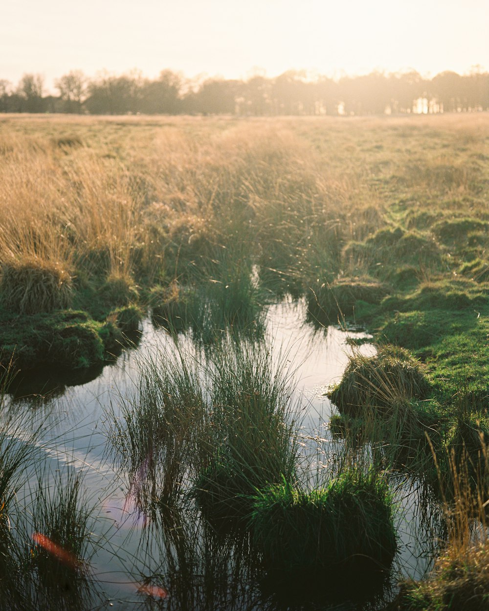 a body of water with plants and trees around it