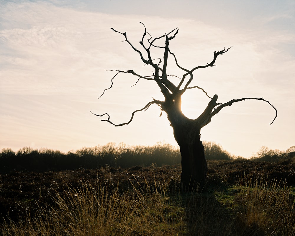 a tree in a field