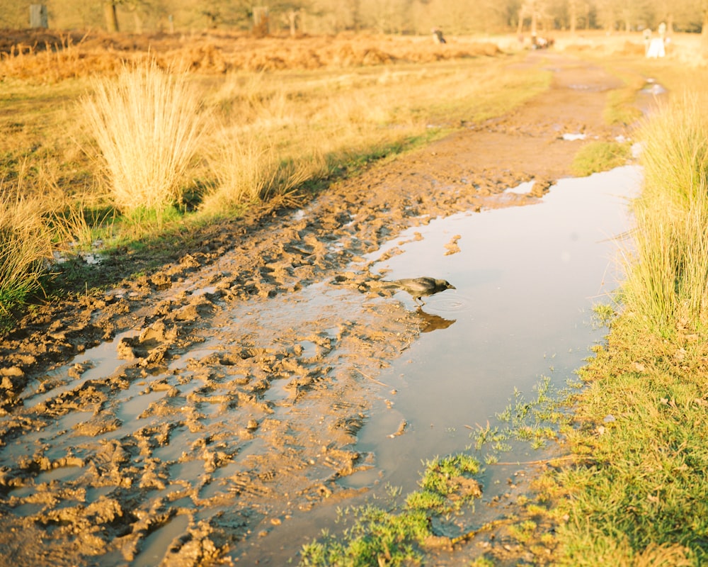 a stream of water with grass and rocks around it