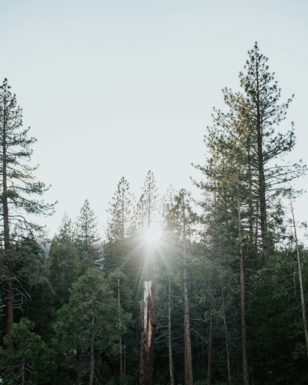 a forest of trees