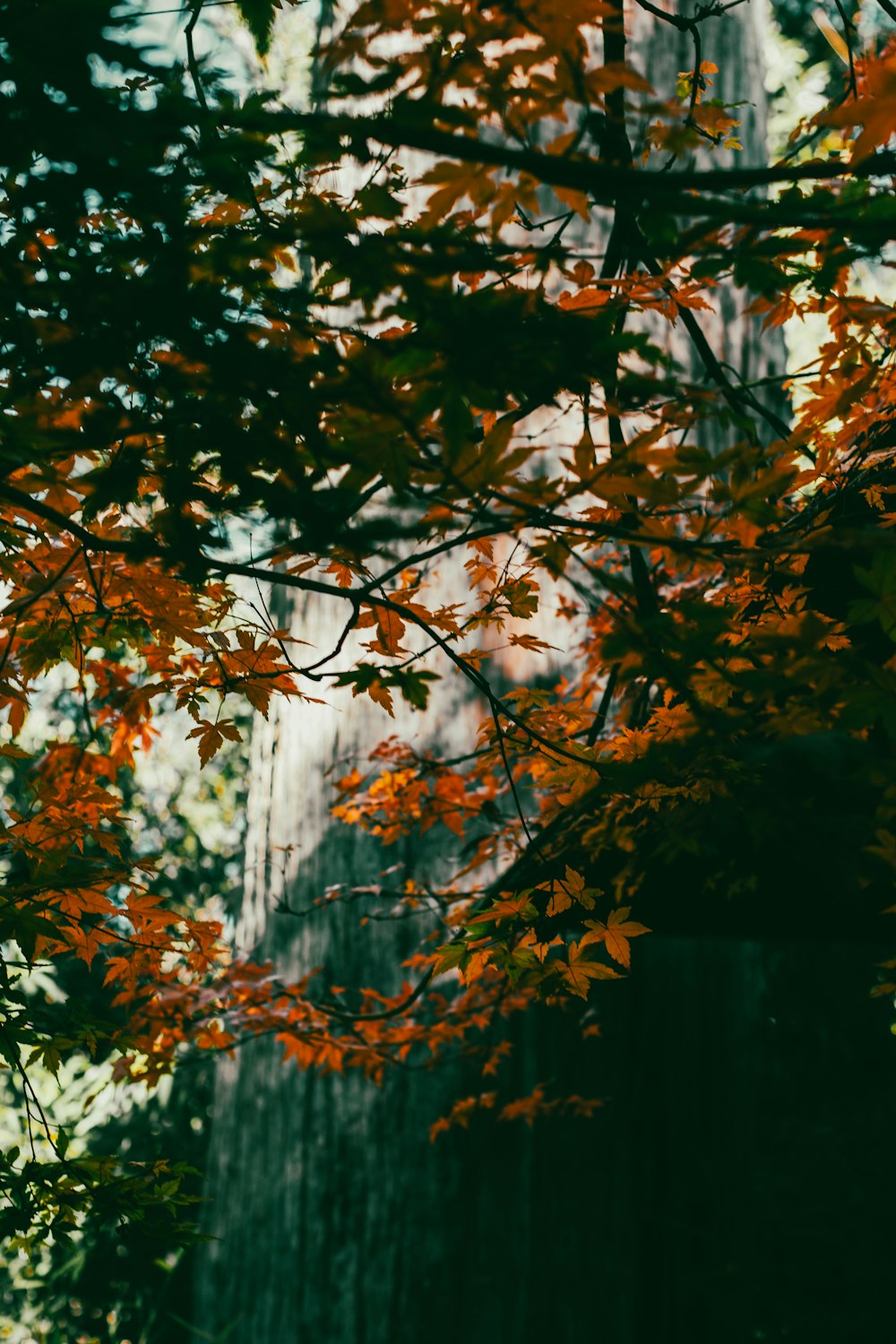 a tree with yellow leaves