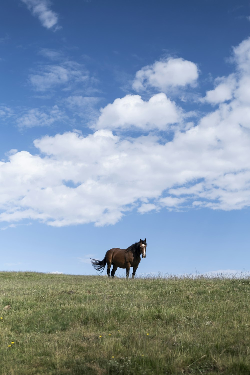 a horse standing in a field
