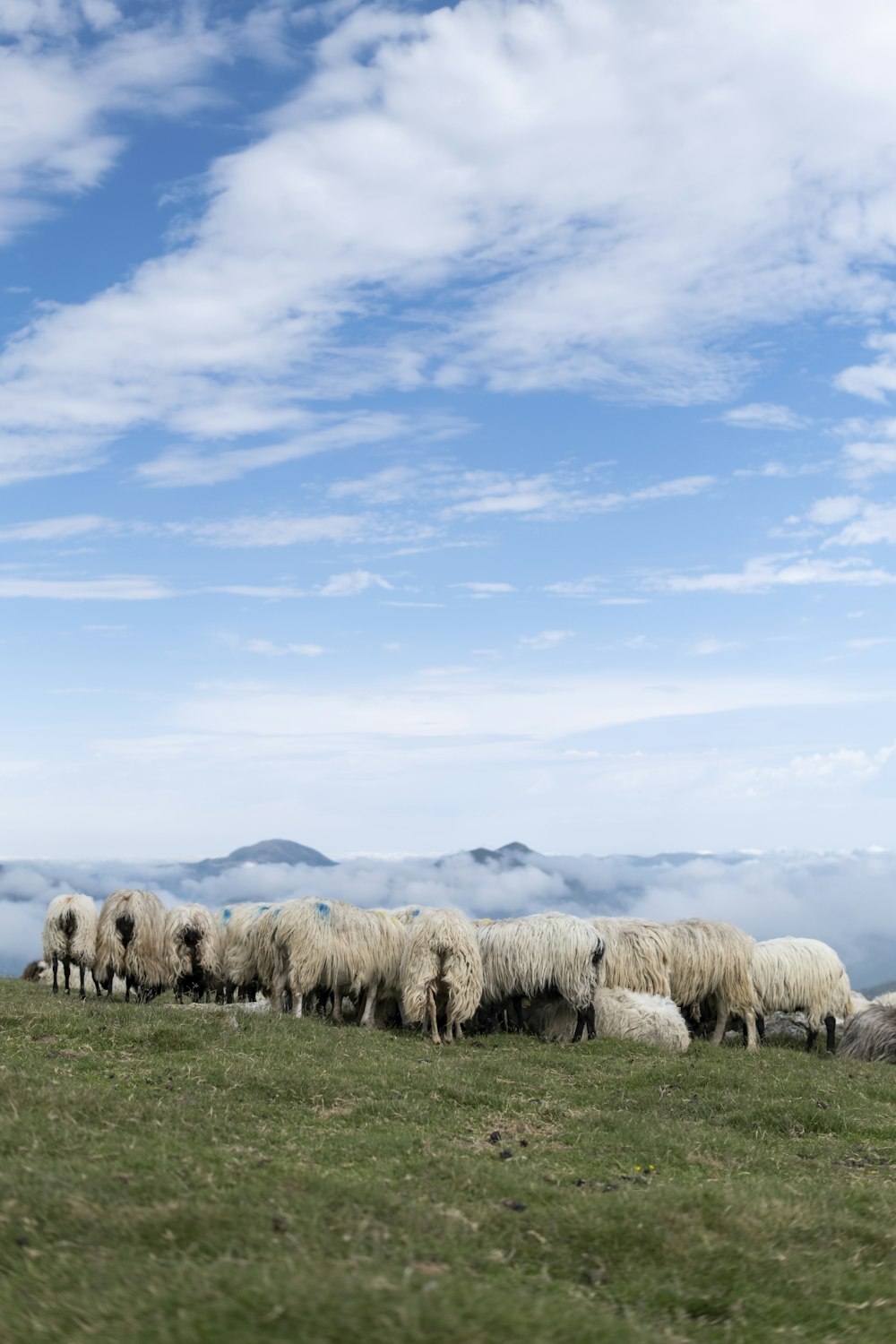 Un rebaño de ovejas pastando