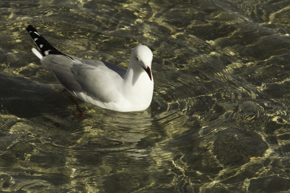 a bird in the water
