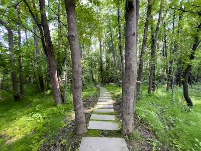 A serene landscape showcasing a guiding path through a forest.
