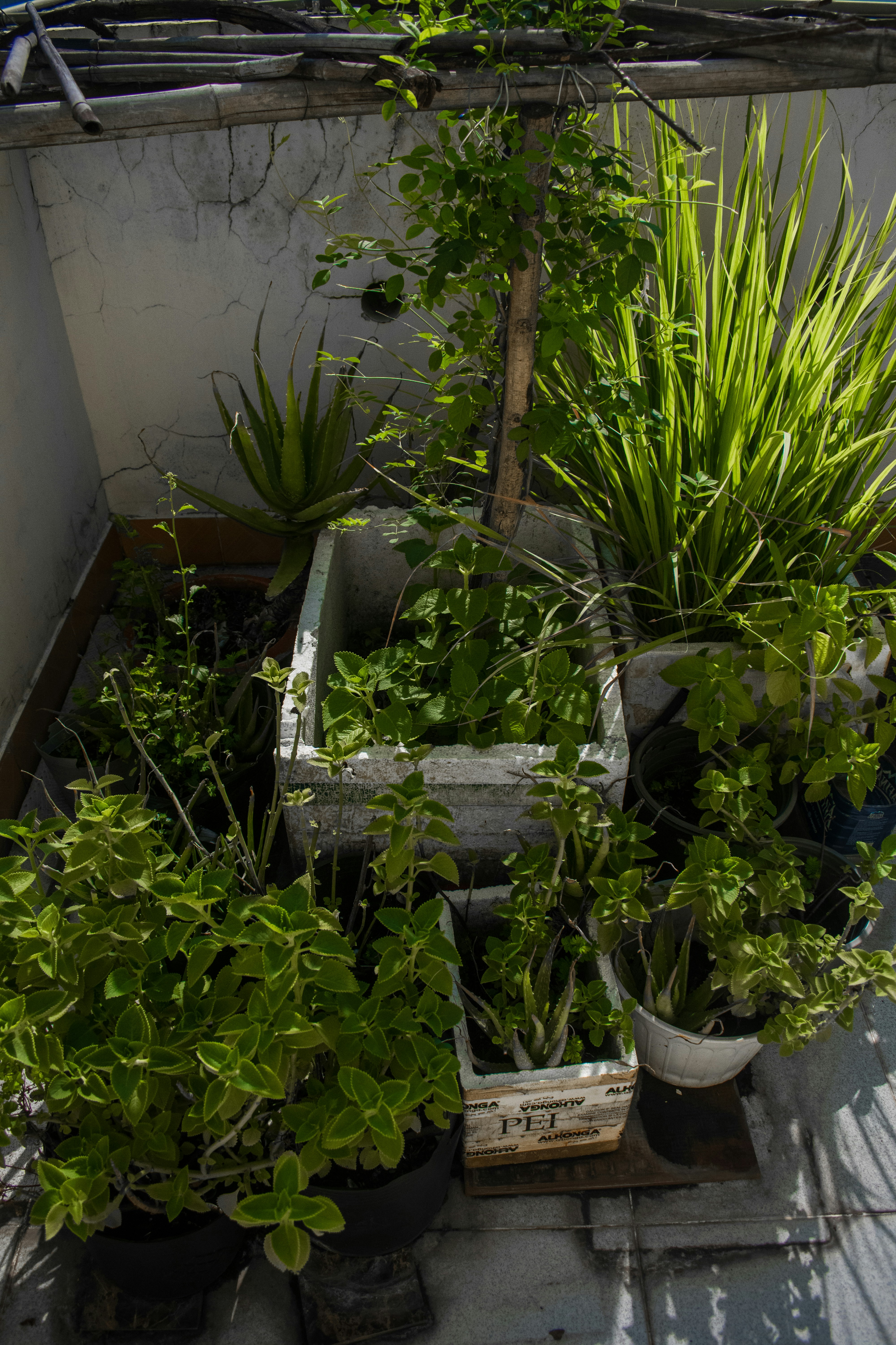 Promotions Jardinerie Année