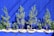 Several young pine trees and small plants are lined up in sacks, set against a vivid blue vertical slatted background. The plants are neatly arranged, and the sunlight casts distinct shadows, enhancing the vibrant contrast between the greenery and the bright backdrop.