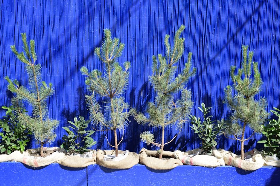 Several young pine trees and small plants are lined up in sacks, set against a vivid blue vertical slatted background. The plants are neatly arranged, and the sunlight casts distinct shadows, enhancing the vibrant contrast between the greenery and the bright backdrop.