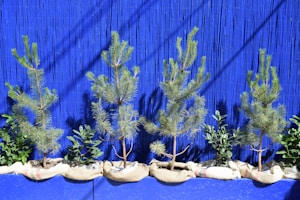Several young pine trees and small plants are lined up in sacks, set against a vivid blue vertical slatted background. The plants are neatly arranged, and the sunlight casts distinct shadows, enhancing the vibrant contrast between the greenery and the bright backdrop.