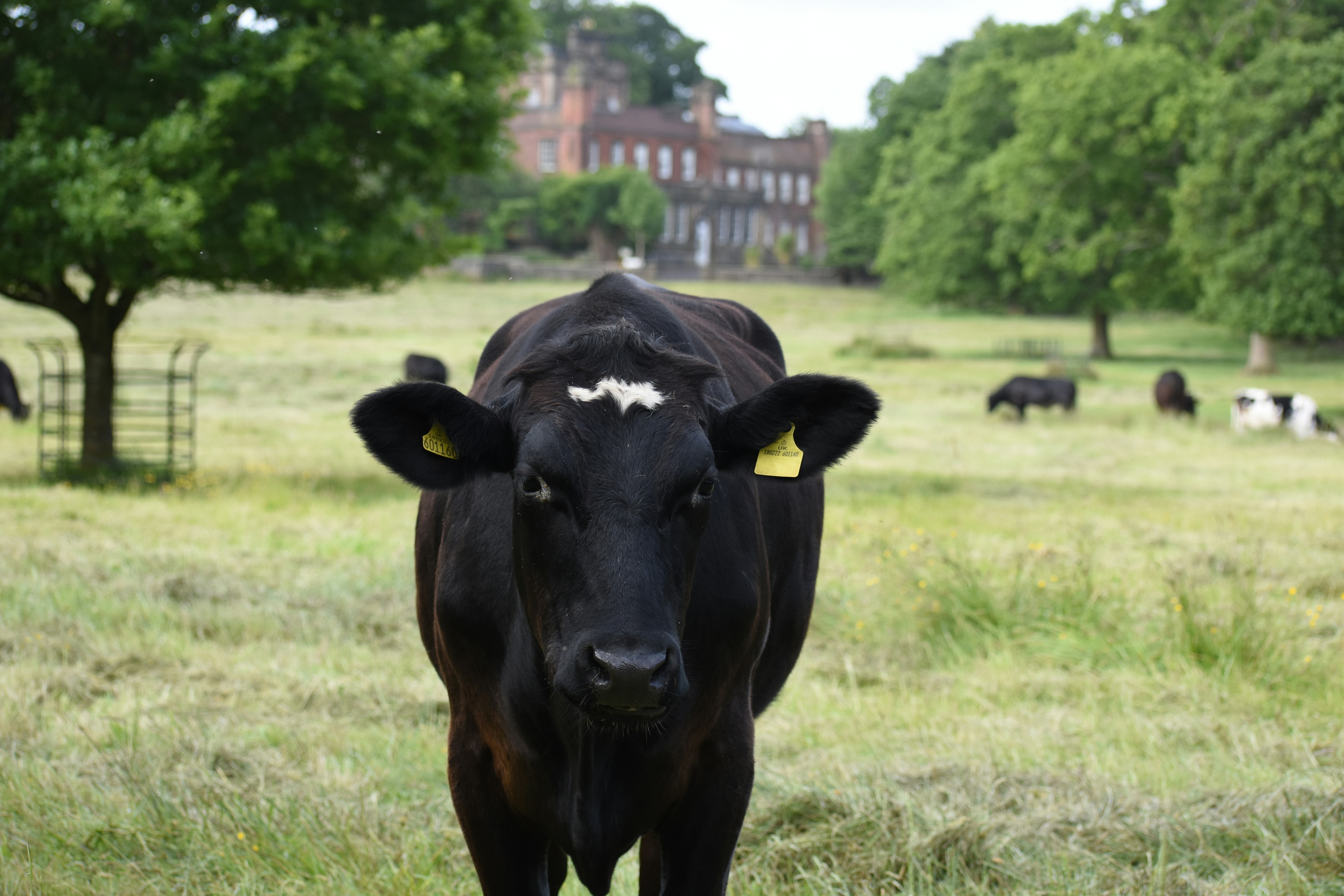 A cow in a field in front of a mansion eating Grass
