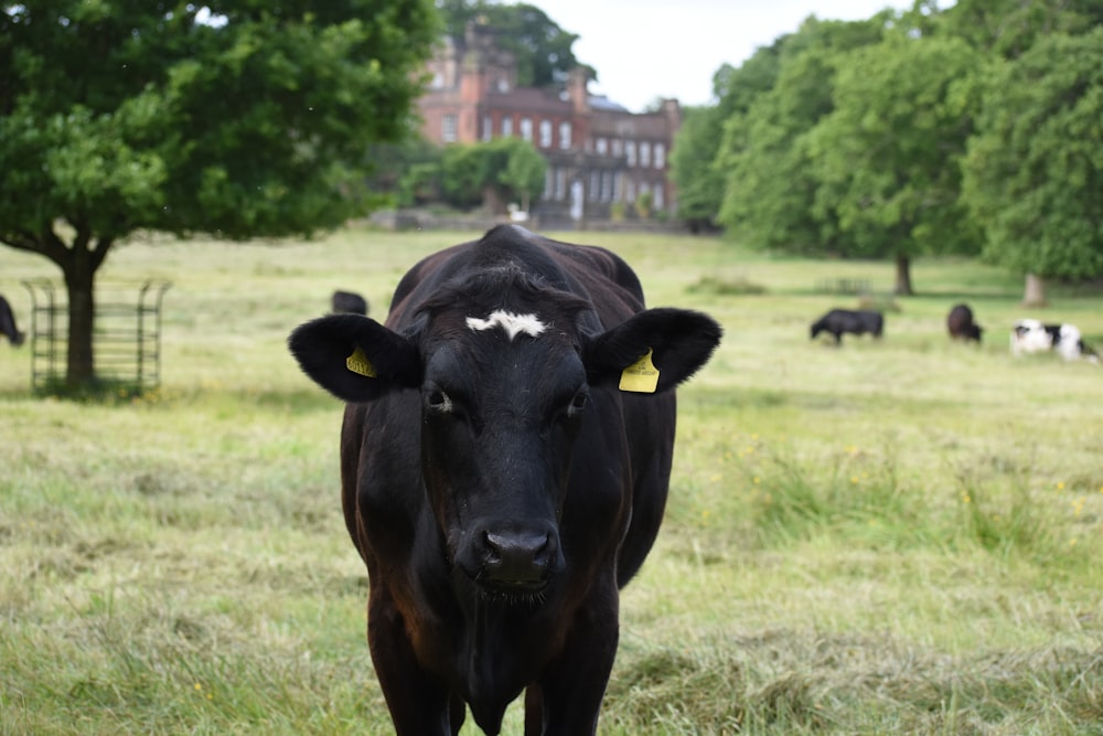 a cow in a field