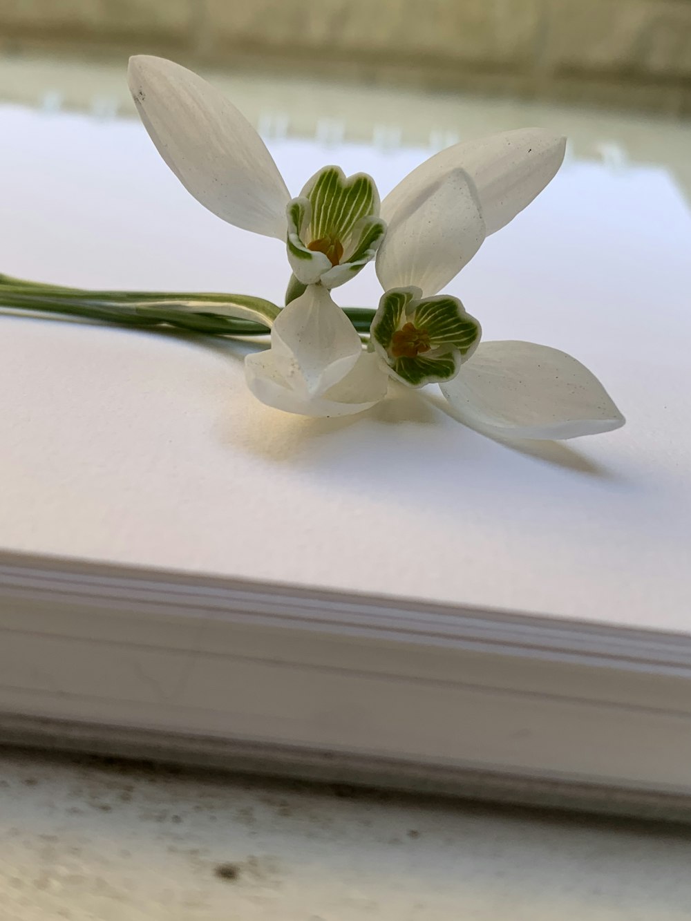 a white flower on a white surface