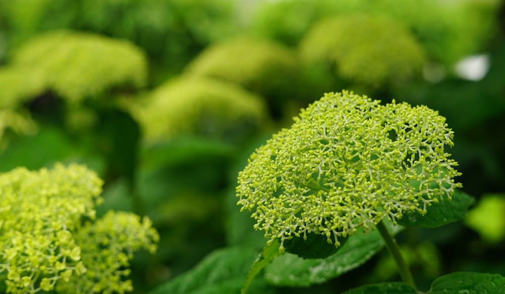 a close up of some broccoli