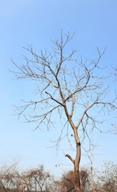 a tree with no leaves