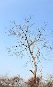 a tree with no leaves