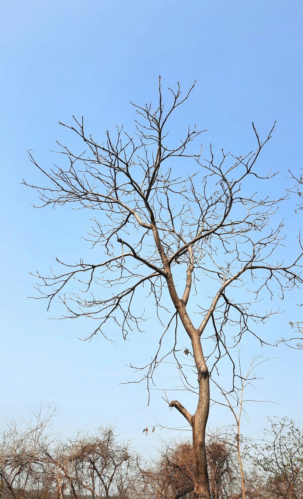 a tree with no leaves