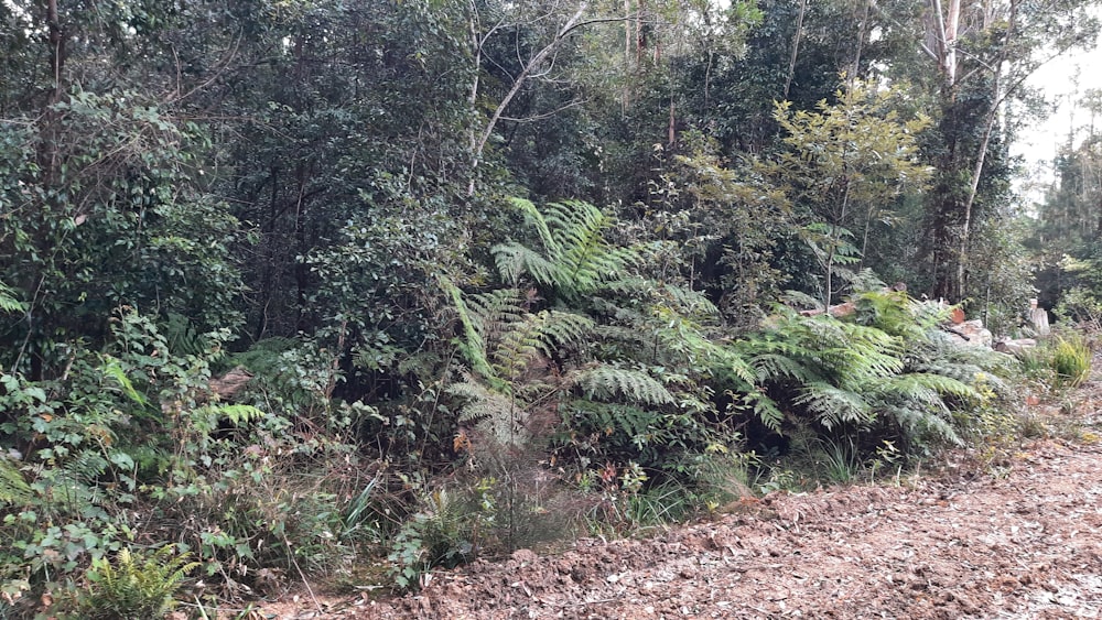 a group of trees in a forest