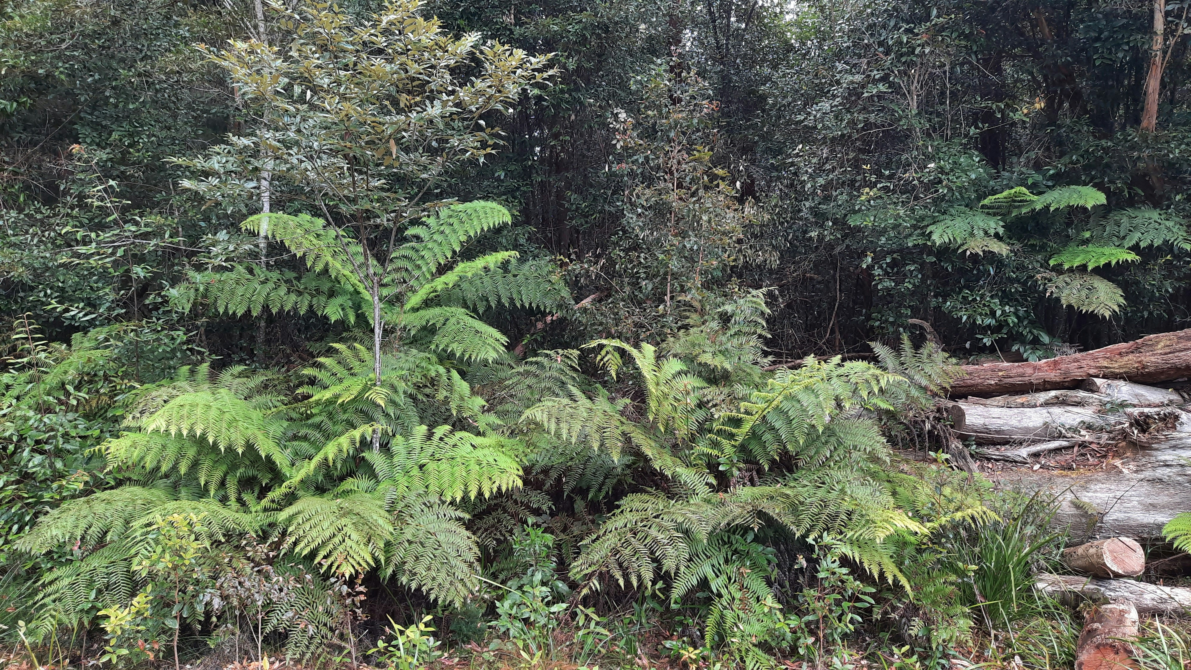 Ein Wald mit Bäumen