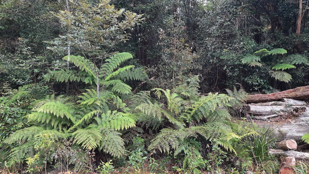 a forest with trees