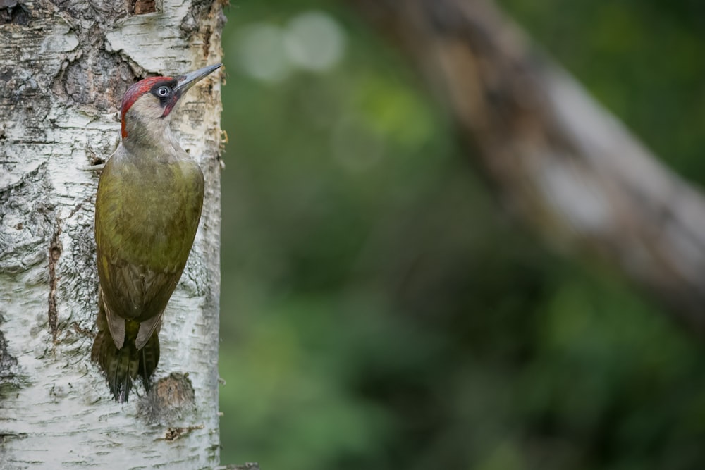 a bird on a tree