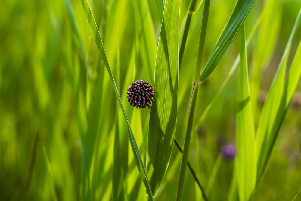 a close up of a flower