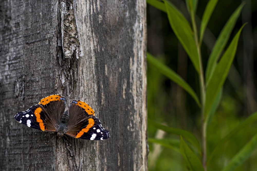 a butterfly on a tree stump