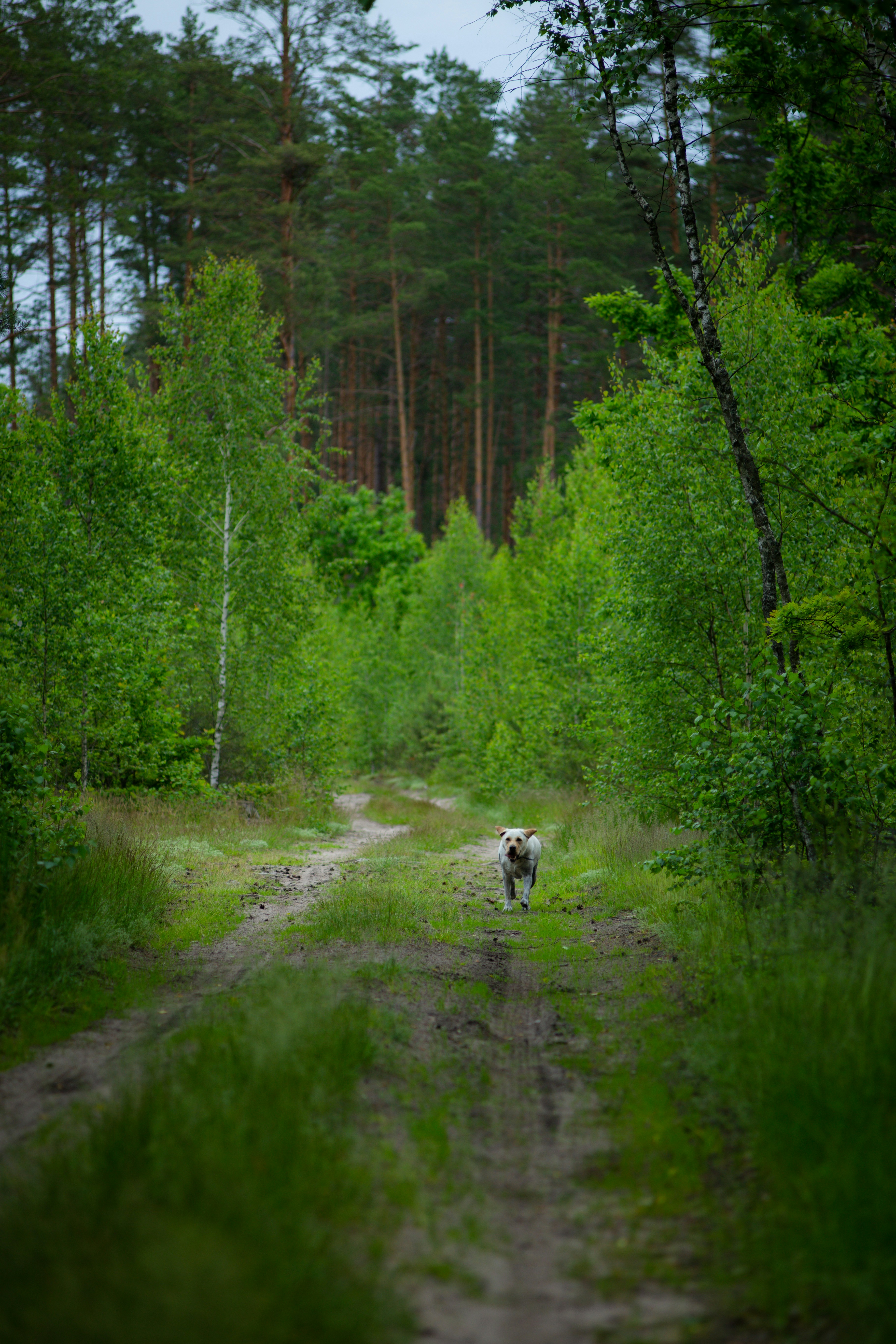 Photo by asiuklis