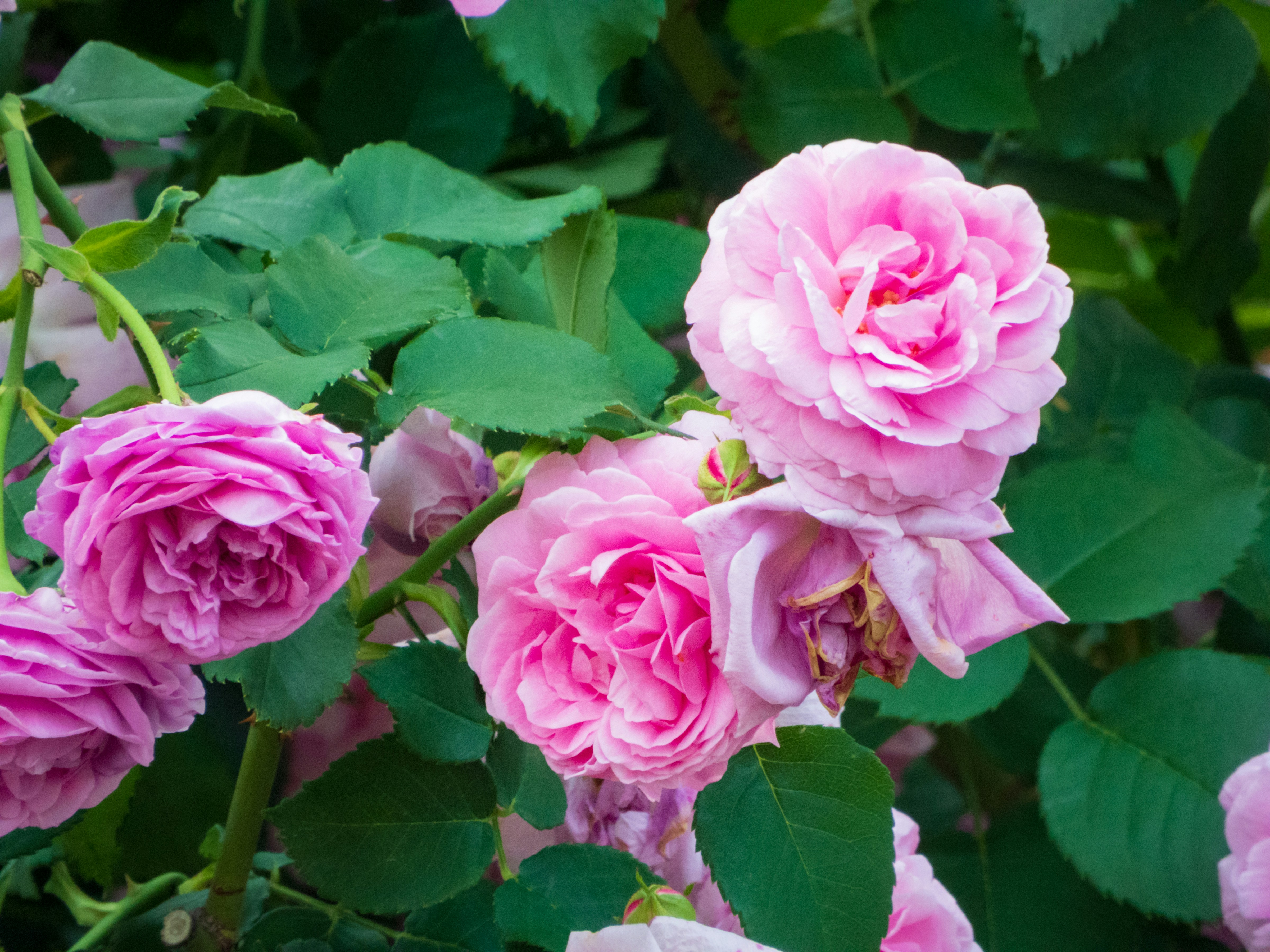 Photo by heppoko_yama