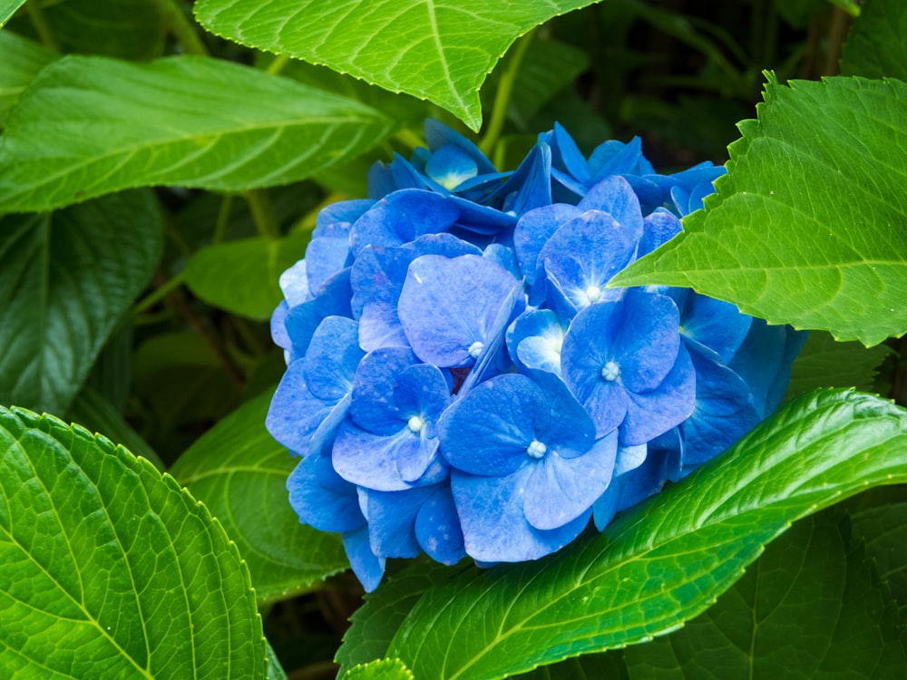 a blue flower with green leaves