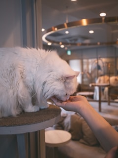 A fluffy white cat is seen licking a person's hand while sitting on a round platform in a cozy indoor setting with soft lighting and a contemporary design.