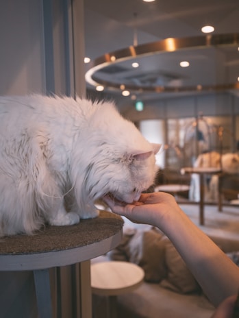 A fluffy white cat is seen licking a person's hand while sitting on a round platform in a cozy indoor setting with soft lighting and a contemporary design.