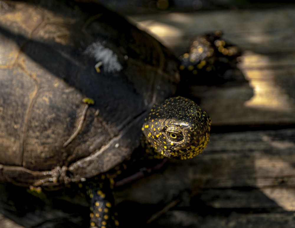 una tortuga en un tronco