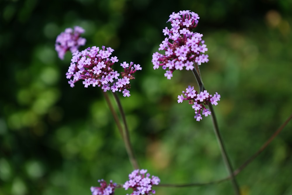 a close up of a flower