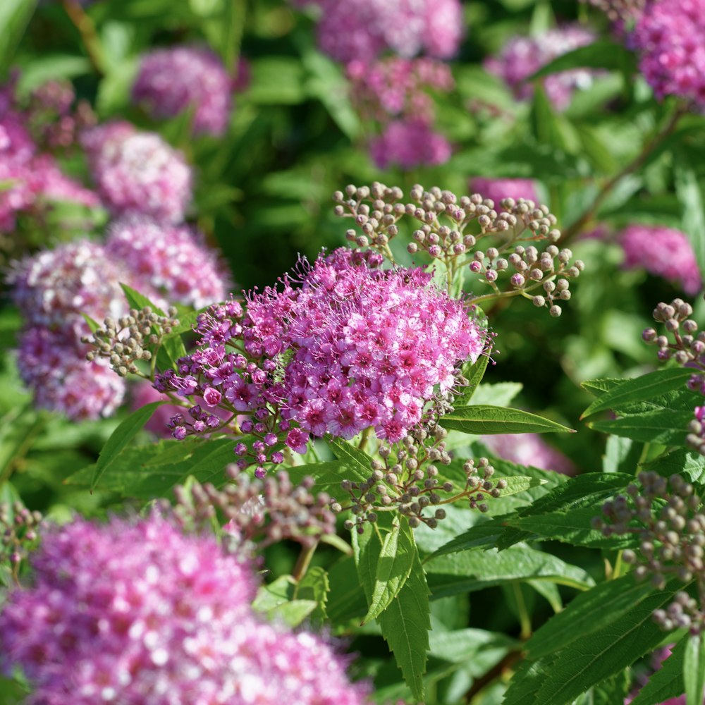 a group of flowers