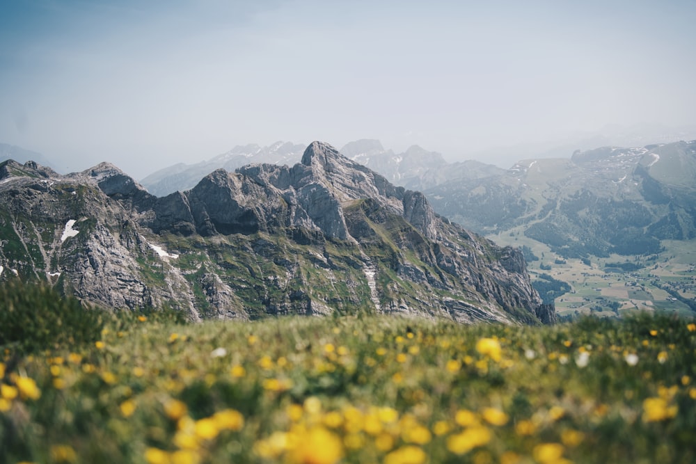 a field of yellow flowers with a mountain in the background