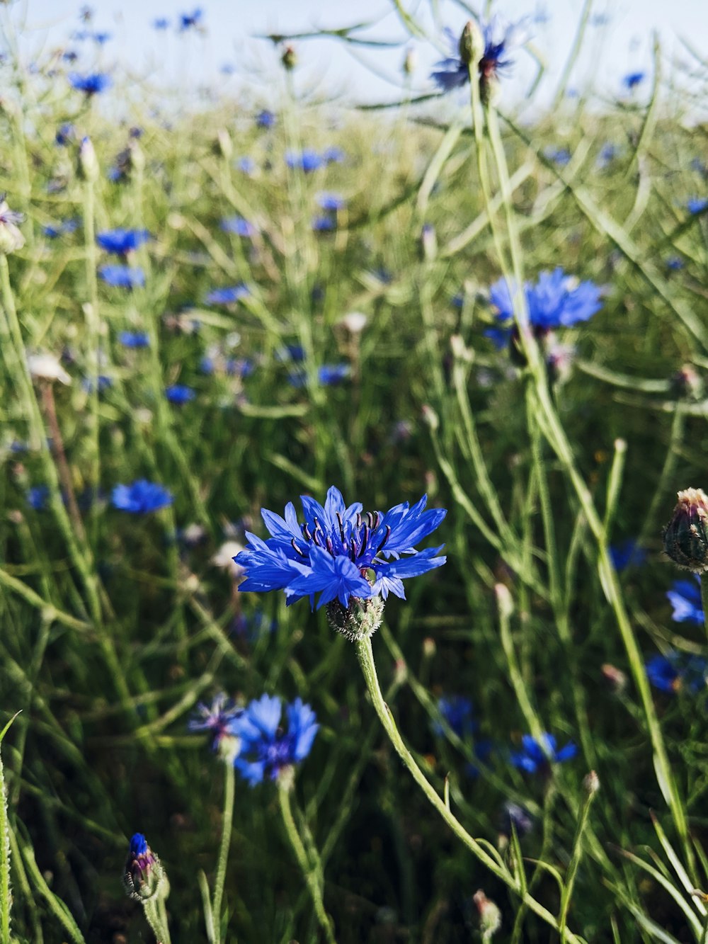 a close up of some flowers