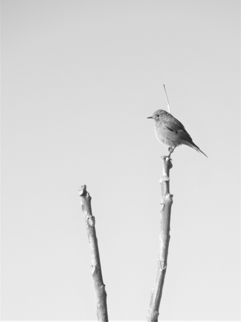 a bird on a stick