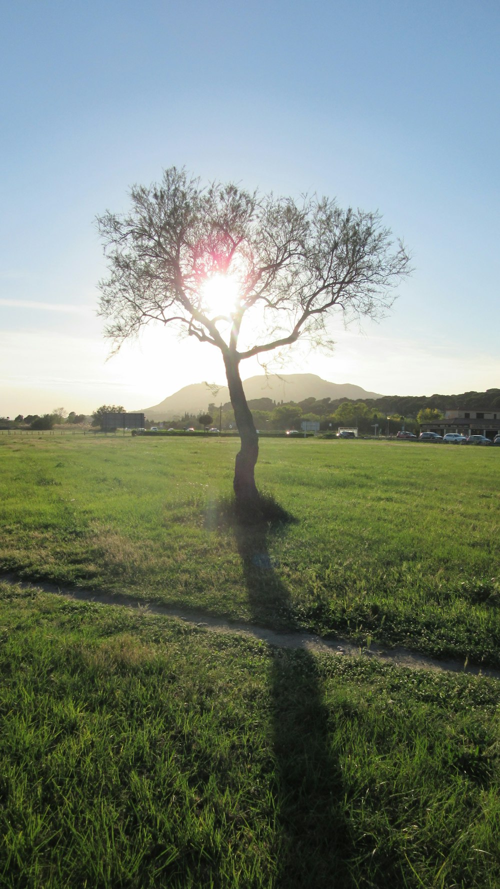 a tree in a field