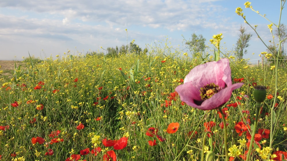 a field of flowers