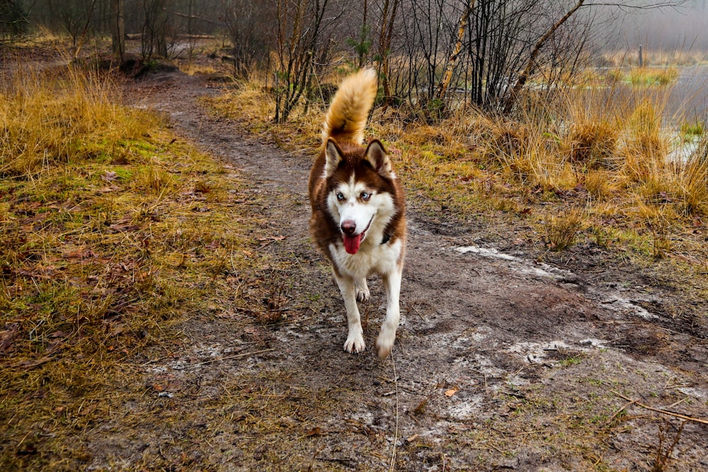 a dog running on a dirt road