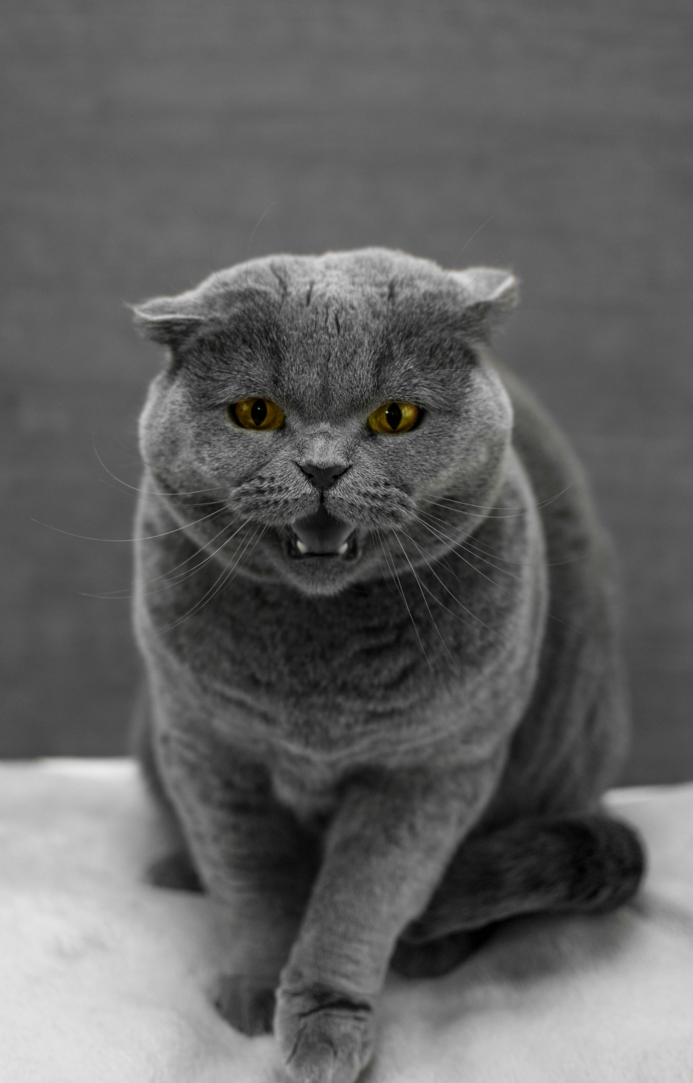 Photo by snowboardinets