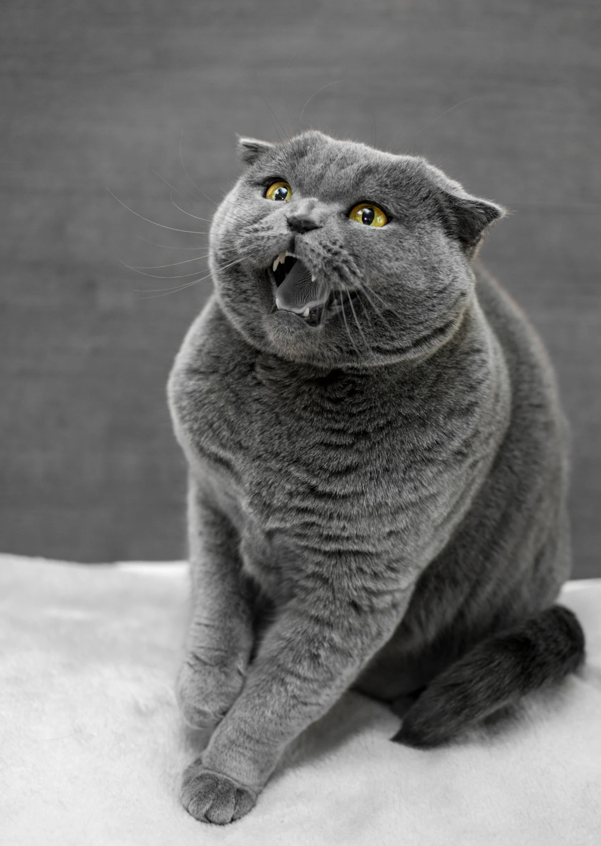 Grey British Shorthair cat with mouth open showing teeth in an aggressive defensive posture