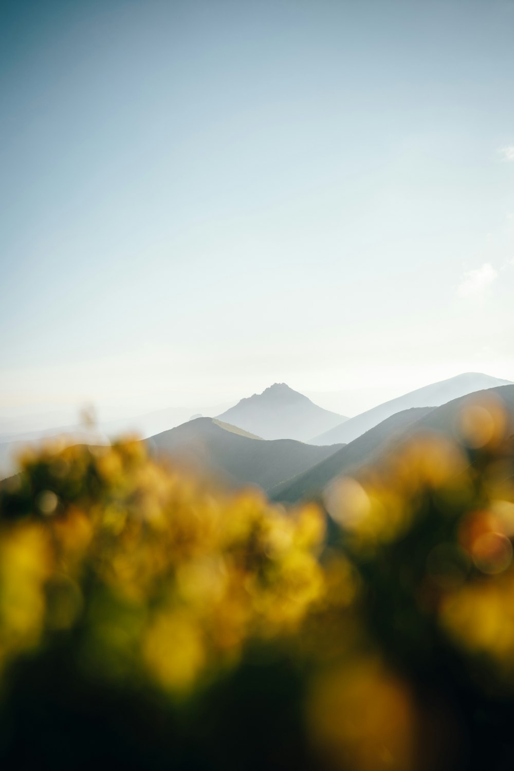 a field of yellow flowers